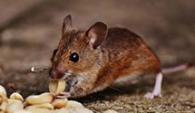 24 Hour & Emergency Exterminators in Welcome, MD